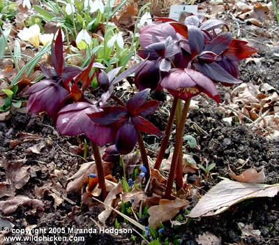 Helleborus Purpurascens