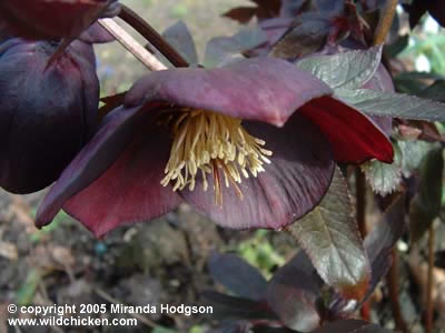 Helleborus Purpurascens detail