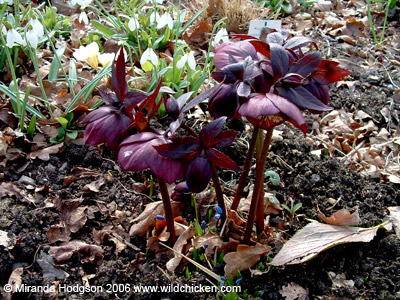 Helleborus purpurescens