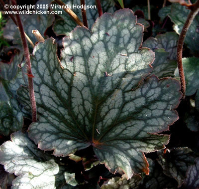 Heuchera 'Geisha's Fan'