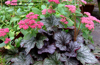 Heuchera 'Geisha's Fan' with Sedum 'Herbstfreude'