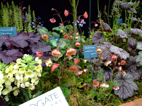 Heuchera 'Obsidian' and Geumrivale Leonards variety