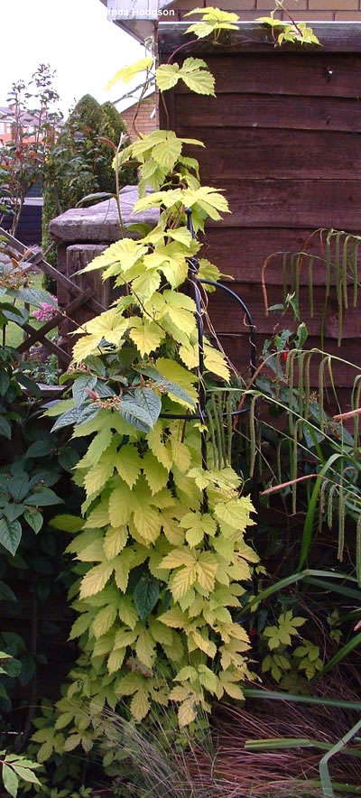 Humulus lupulus 'Aureus'