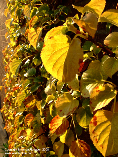 Hydrangea petiolaris foliage in autumn