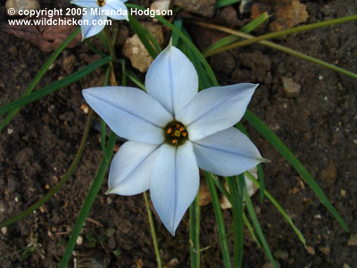 Ipheion uniflorum