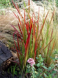 Stipa tenuissima