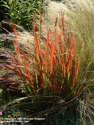 S. tenuissima with Imperata rubra 'Cylindrica'