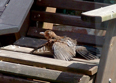 A blackbird sitting in my chair