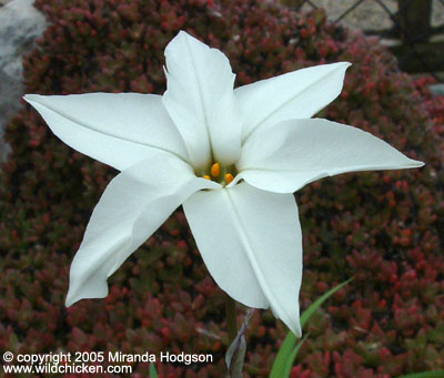 Ipheion uniflorum Alberto Costillo