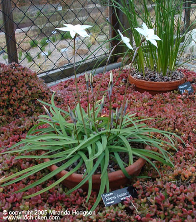 Ipheion uniflorum Alberto Costillo