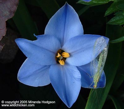 Ipheion uniflorum 'Wisley Blue'