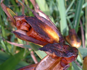 Iris pseudacorus seeds