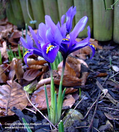 Iris reticulata 'Harmony'