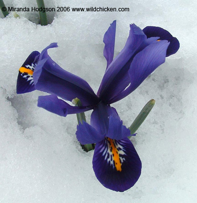 Iris reticulata 'Harmony'