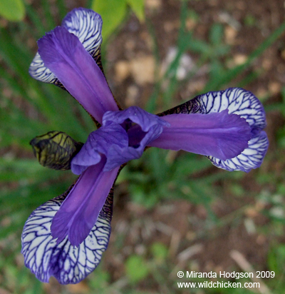 Iris sibirica 'Flight of Butterfies'