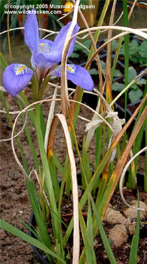 Iris unguicularis