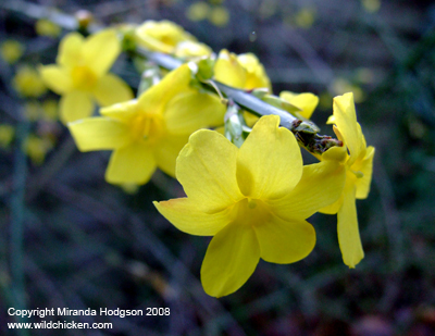 Jasminum nudiflorum