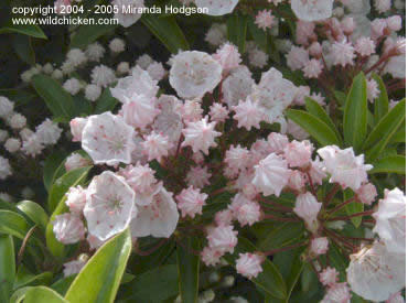 Kalmia latifolia Elf - close-up