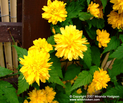 Kerria japonica 'Pleniflora' flowers