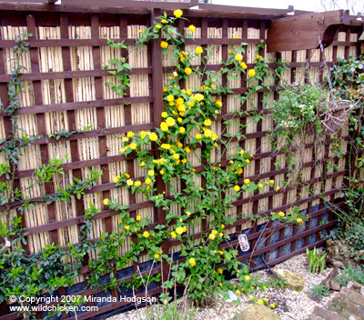 Kerria japonica 'Pleniflora'