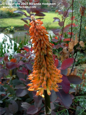 Kniphofia Tawny King