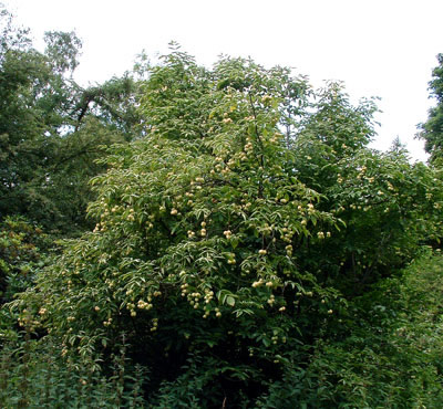 Koelreuteria paniculata