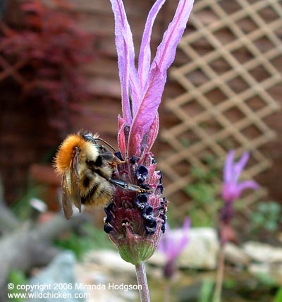 Lavandula stoechas subsp. pedunculata