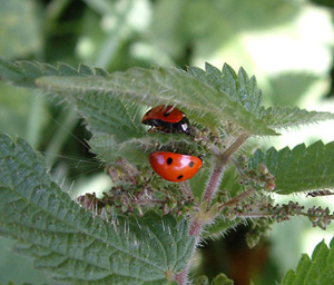 Ladybirds