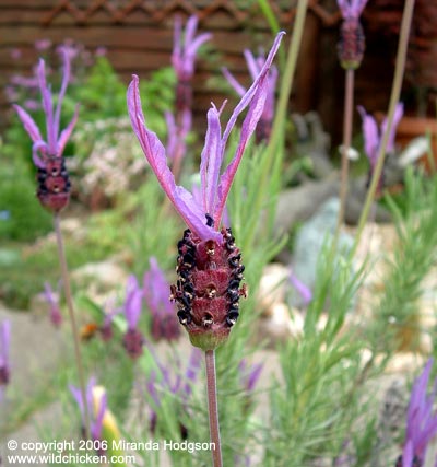 Lavandula stoechas subsp. pedunculata