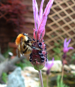 Bee on lavender