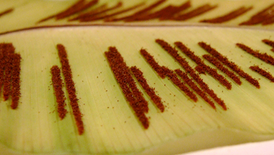 Asplenium nidus leaf with spores