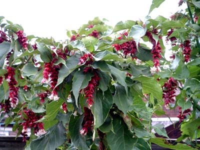 leycesteria formosa