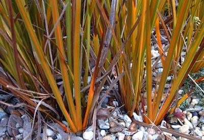 Libertia pergrinans