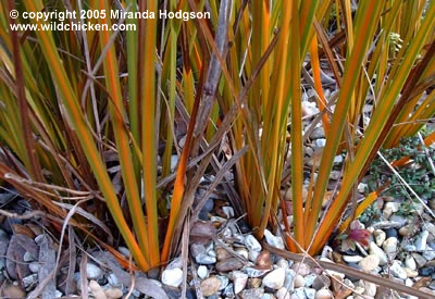 Libertia peregrinans - close-up