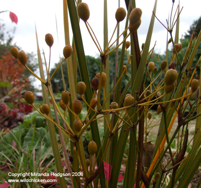 Libertia peregrinans seed heads