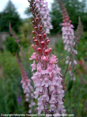 Linaria purpurea