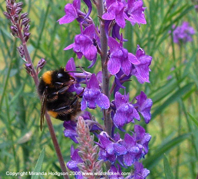 Linaria purpurea with bee