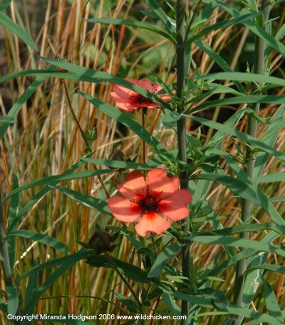 Linaria purpurea growing with Potentilla