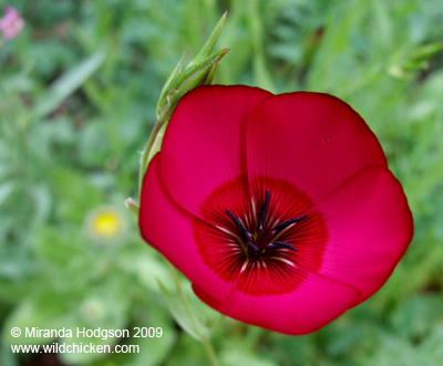 A Dictionary Of Flower Names Flowers That Bloom At Night