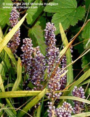 Liriope muscari - close-up