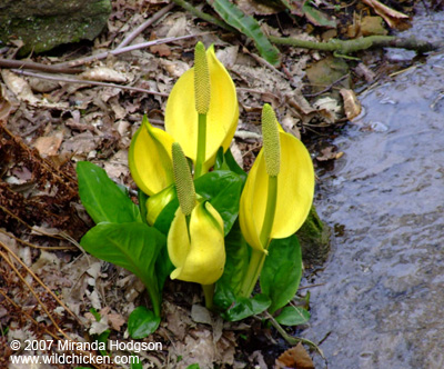 Lysichiton americanus