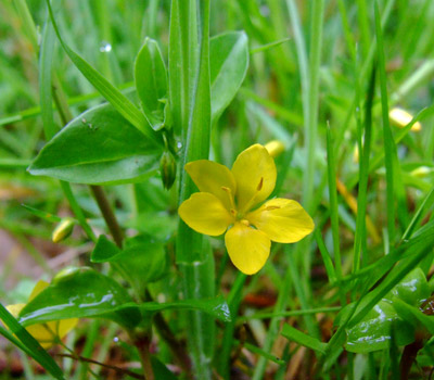 Yellow Pimpernel