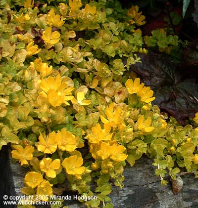 Lysimachia nummularia 'Aurea'