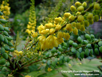 Mahonia x media 'Charity'