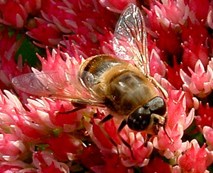 Male hoverfly