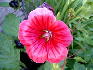 Malope trifida