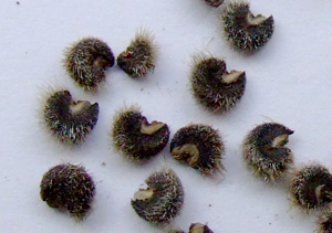 Malva seeds