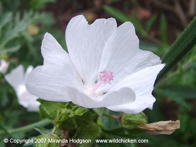 Malva moschata var. alba