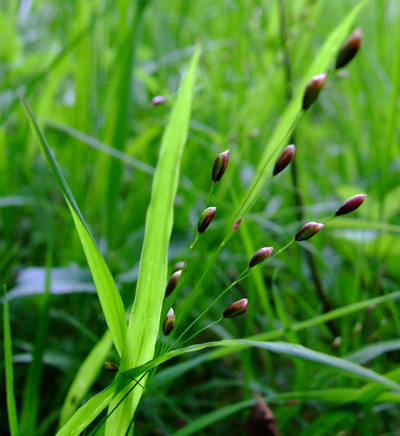 Melica uniflora