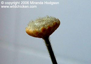 Syngonanthus chrysanthus 'Mikado' flower